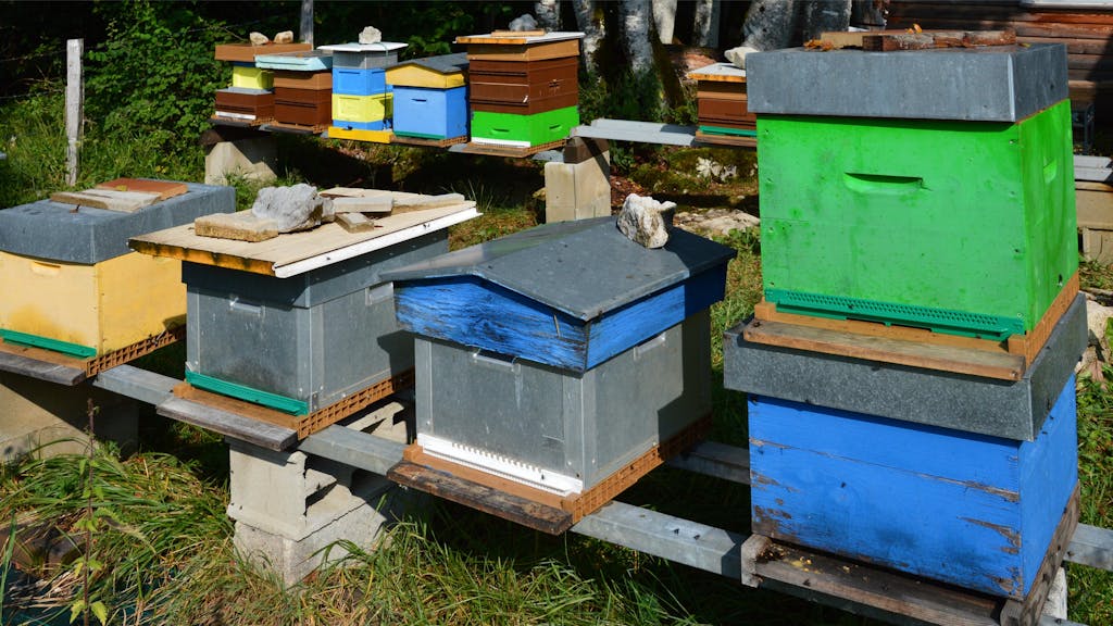 Vibrant beehives located in a rural apiary, Foncine-le-Haut, France.