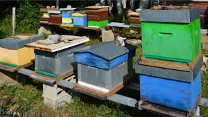 Vibrant beehives located in a rural apiary, Foncine-le-Haut, France.