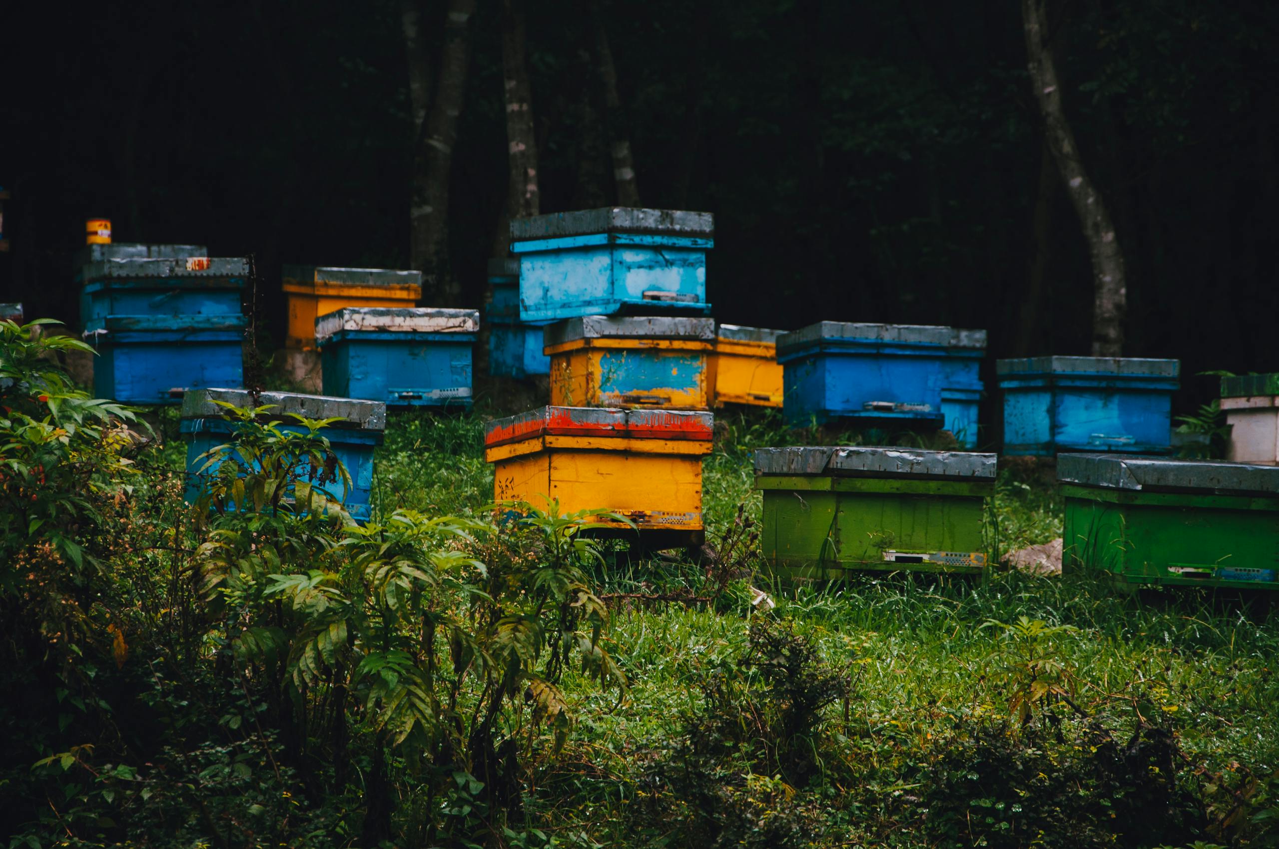 Vibrant beehives set in a lush forest landscape, ideal for beekeeping imagery.