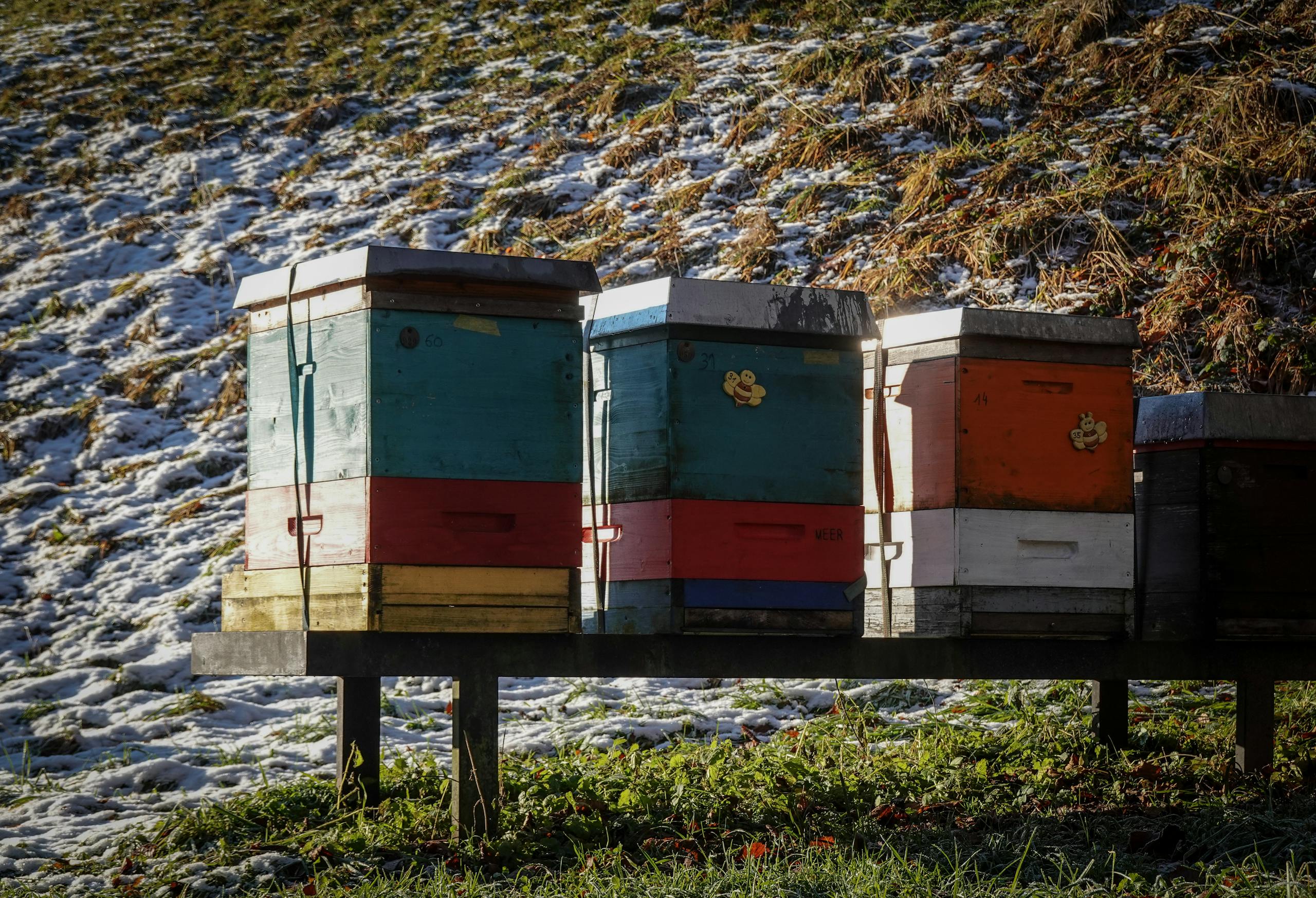 Vibrant beehives standing in a snowy landscape, capturing a serene winter scene.