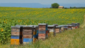 Vibrant wooden beehives aligned in a sunny sunflower field, swarmed by busy bees.