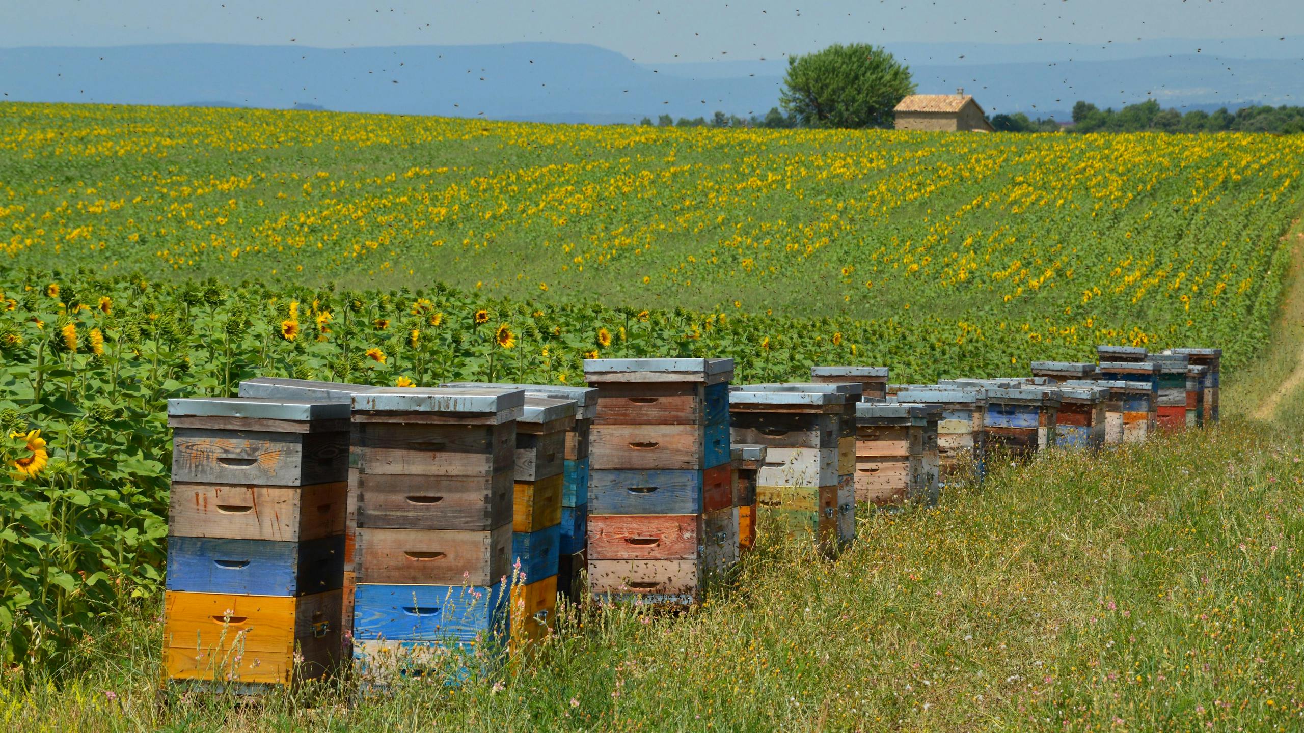 Vibrant wooden beehives aligned in a sunny sunflower field, swarmed by busy bees.