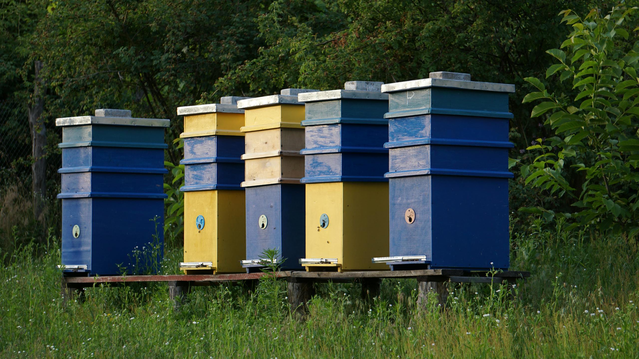 Vibrant yellow and blue beehives in a serene countryside setting.