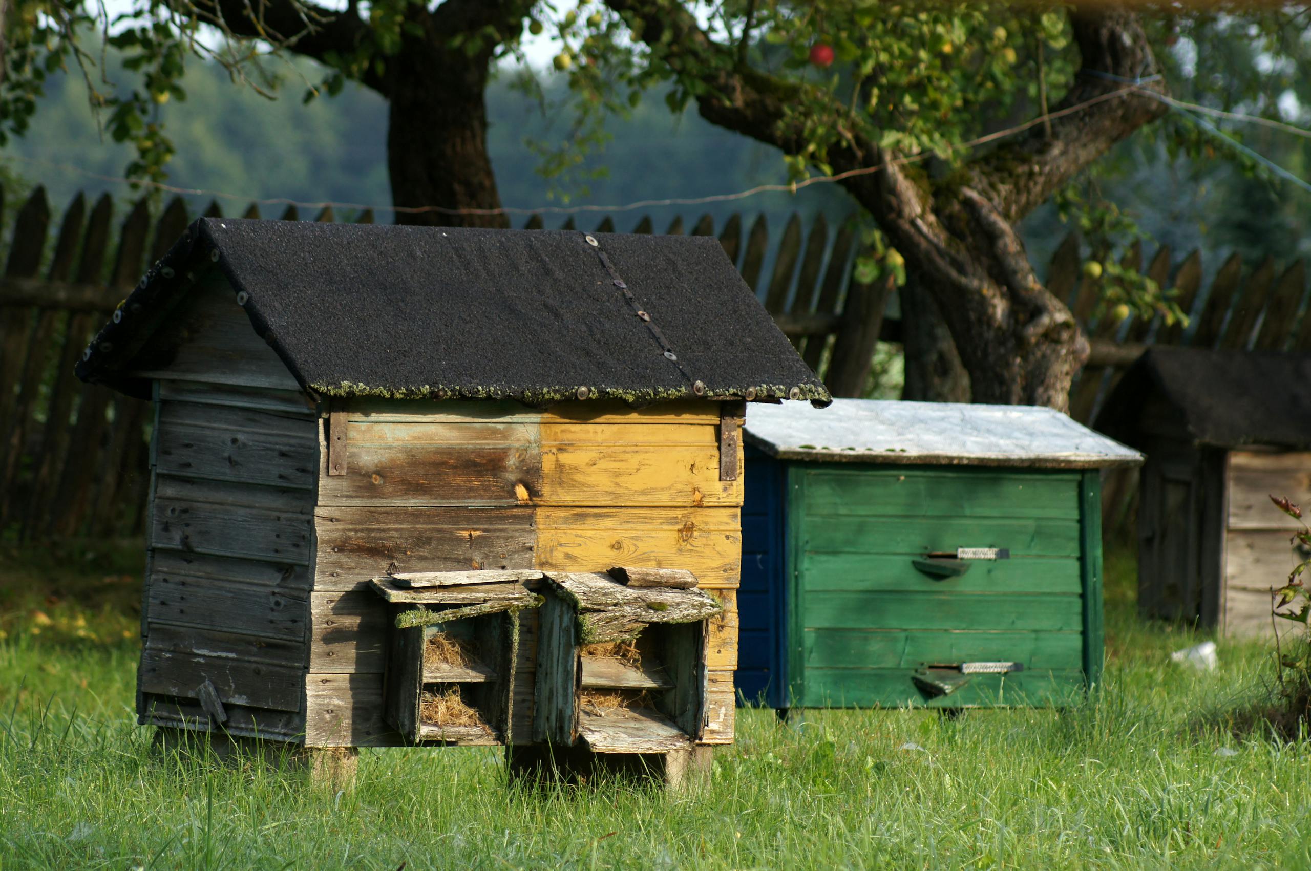 Wooden beehives in a rural area surrounded by trees and a wooden fence, evoking a rustic feel.
